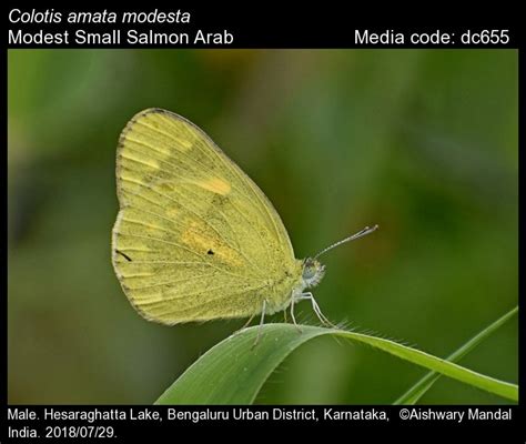 Colotis amata | Butterfly