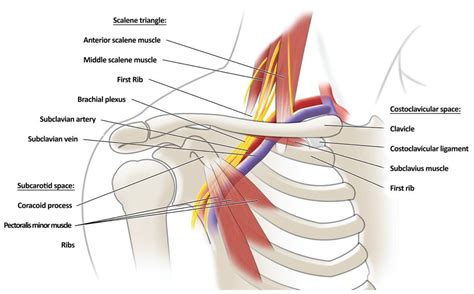 Anatomy Of Thoracic Outlet Syndrome