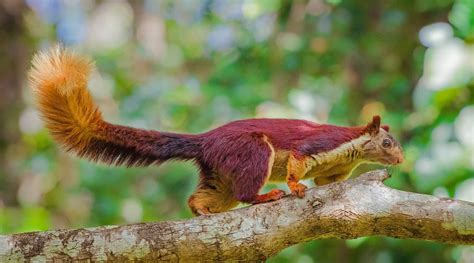 The Giant Squirrels Of India | Nature inFocus