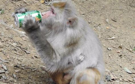 男子餵猴子喝酒 猴子一口喝光 接下來的舉動讓人意想不到！ ＊ 阿波羅新聞網