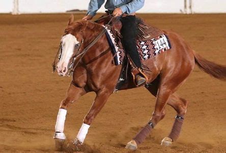 Reining Collection 的图像结果