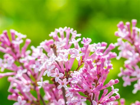 How To Care for Dwarf Korean Lilac Trees - Growing A Lilac Tree In A Pot