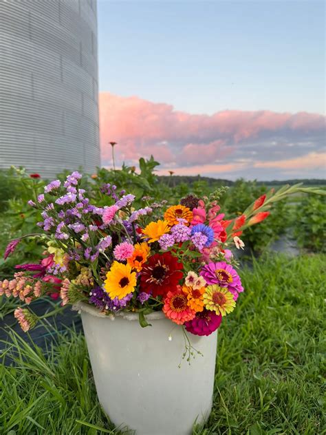 Pick your Own Bouquet ?, Gale Farms, Dorset, 10 August 2024 | AllEvents