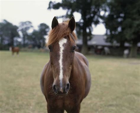 25 Horse Markings and Their Meaning - Seriously Equestrian