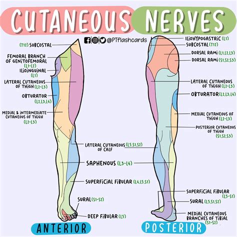 Lower Extremity Cutaneous Innervation