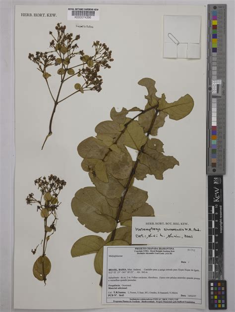 Heteropterys sincorensis W.R.Anderson | Plants of the World Online ...