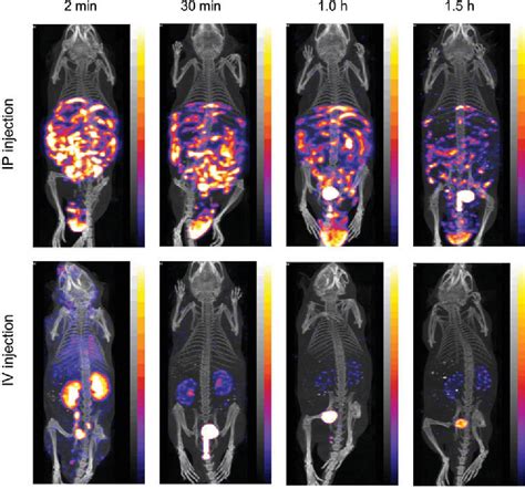 Image result for Intraperitoneal Injection Animals