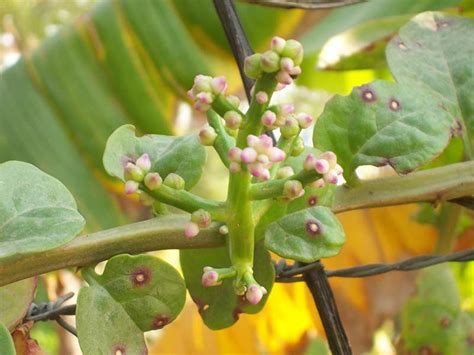 National Innovation Foundation-India