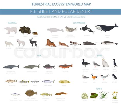 Arctic 的图像结果
