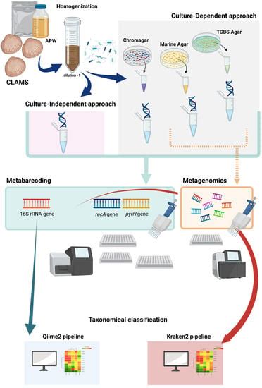 Combining Culture-Dependent and Culture-Independent Methods: New ...