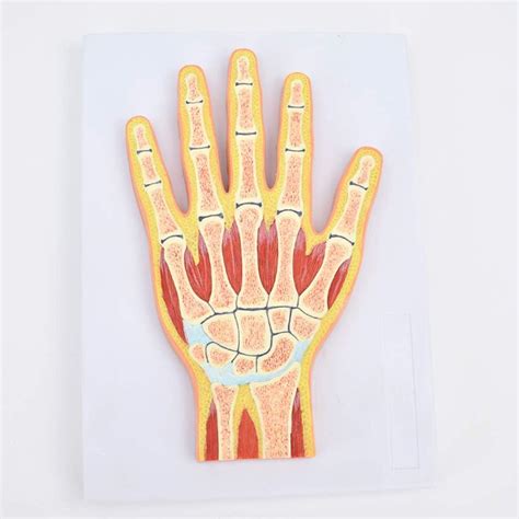 Dbscd Human Hand Joint Muscle Model Wrist Joint Section Ri | Desertcart ...