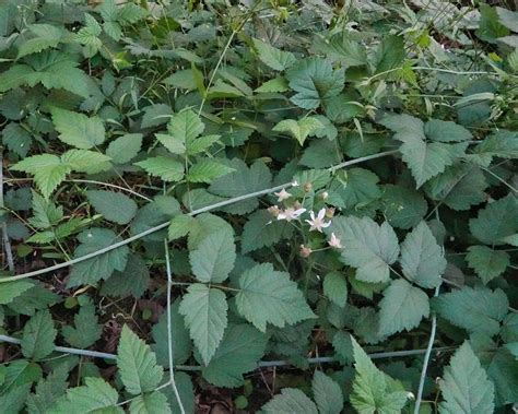 Rubus Ursinus
