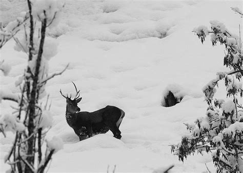 Wildtiere werden notgedrungen gefüttert - UnserTirol24