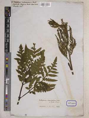 Botrychium daucifolium Wall. ex Hook. & Grev. | Plants of the World ...