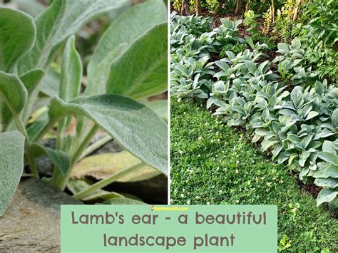 Lamb's Ear Plant Uses and Medicinal Benefits - GardensAll
