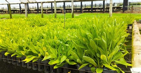Extraire du nickel avec des plantes, le pari de la start-up Genomines