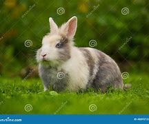 Image result for White Fluffy Rabbit Baby's