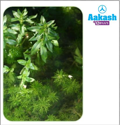 Plant Development: Definition, Sequence & Factors | AESL