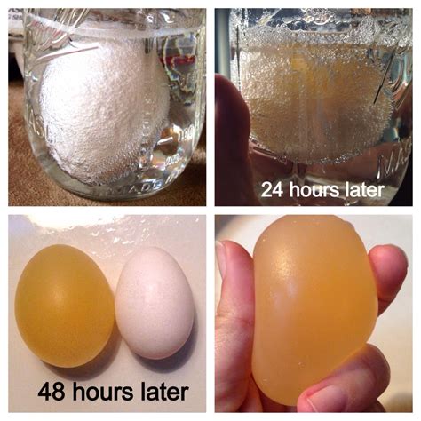 Egg in vinegar experiment make a bouncy egg – Artofit