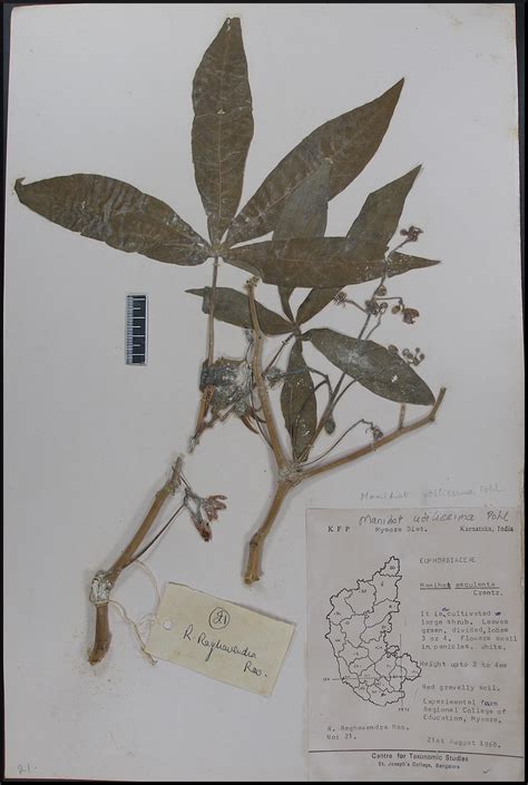 Herbarium JCB