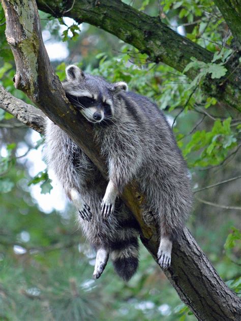 Raccoons Where To Sleep