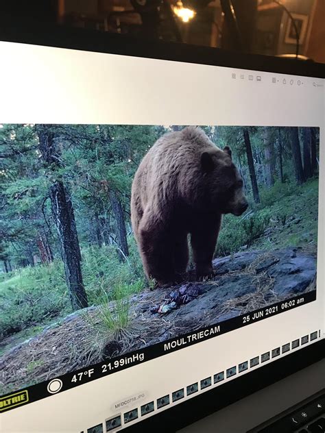 Is this a grizzly (Colorado)? : r/animalid
