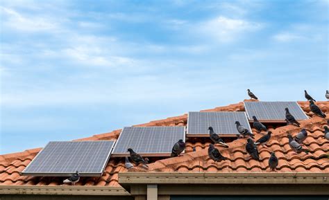 Solar panel pigeon proofing — how to stop bird poo and nests damaging ...