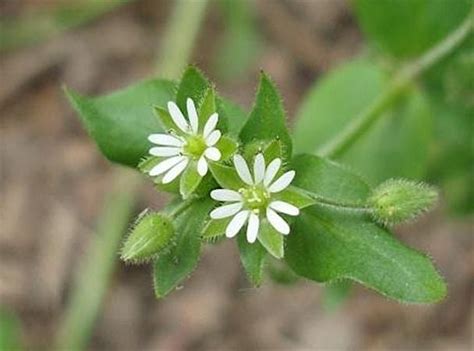 Wild Edible and Medicinal Plants, Padilla Bay National Estuarine ...