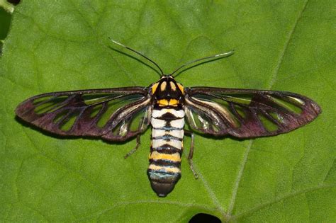 Caeneressa diaphana | Moths