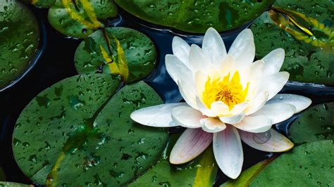 Closeup View White Water Lily Flower Petals Green Leaves Water Drops HD ...