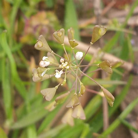 Maryland Biodiversity Project - Record ID: 1228966