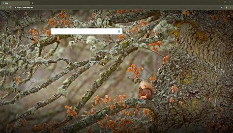 Bing Search Suggestions 的图像结果