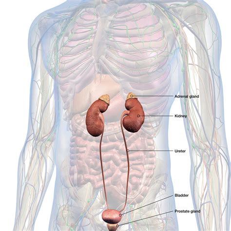 Adrenal Gland Tumor Symptoms
