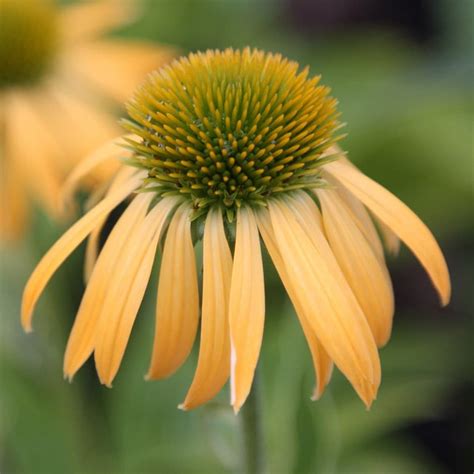 Buy coneflower Echinacea 'Harvest Moon (PBR) (Big Sky Series ...