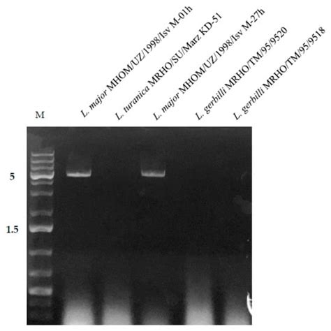 Molecular Characterization of Leishmania RNA virus 2 in Leishmania ...