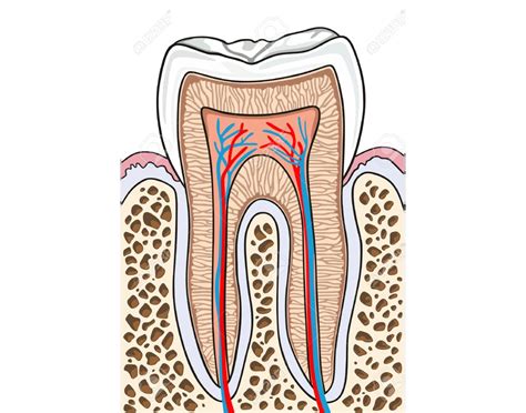 Image result for Tooth Structures