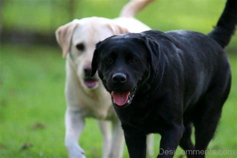 Image result for 2 Labrador Retriever