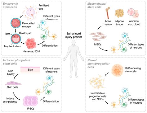 Unraveling the Techniques: How are Embryonic Stem Cells Harvested?