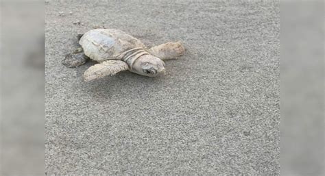 A beautiful rare white sea turtle discovered on South Carolina beach ...
