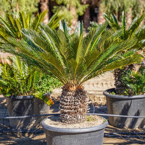 Sago Palm | Palm Trees | Moon Valley Nurseries