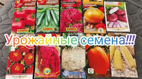 САМЫЕ ЛУЧШИЕ СЕМЕНА ДЛЯ ОГОРОДА! ОБЗОР КЛАССНЫХ СОРТОВ НА 2025 ГОД ...