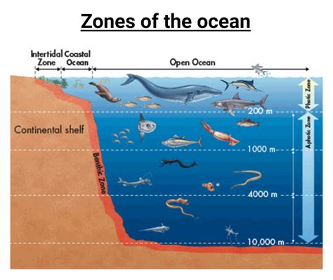 Ocean Biome Examples Coastal Oceans Biome Untamed Science