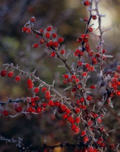 Bildagentur | mauritius images | Meadow, cornflowers, Centaurea cyanus ...