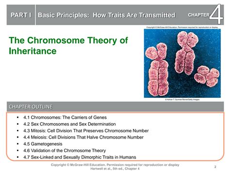 SOLUTION: The chromosome theory of inheritance - Studypool
