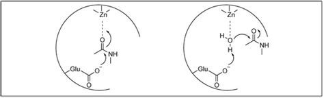 Amide Bond Activation of Biological Molecules