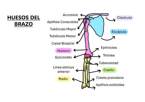 Diagrama De Los Huesos Del Brazo Brazo Wikipedia, La Enciclopedia