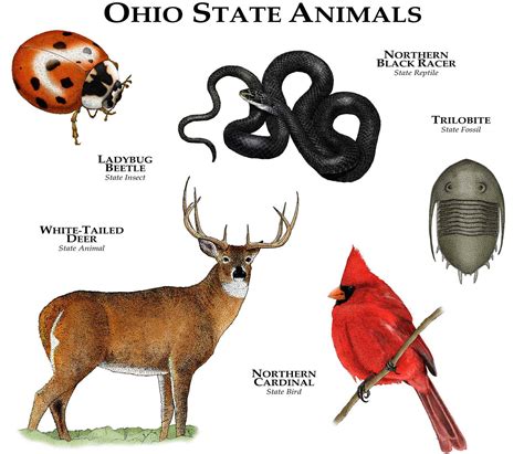 List Of Animals In Ohio at Myra Christiano blog