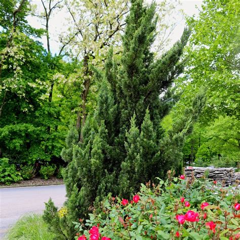 Hollywood Juniper | Evergreen shrubs, Low water gardening, Xeriscape