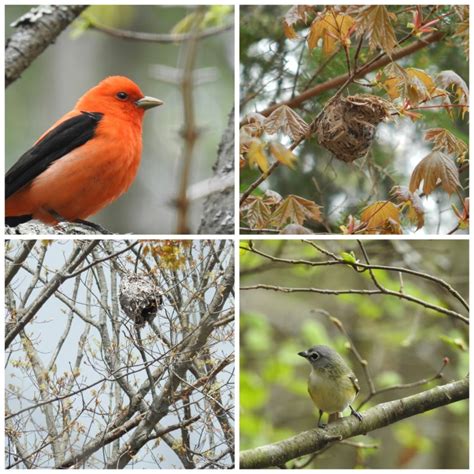 Green 的图像结果