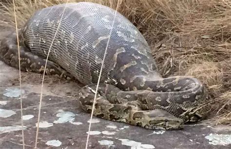 Image result for Massive Python Swallows Human